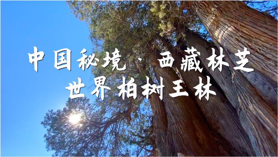 国安、沧州、海牛、广州、河南等俱乐部处国际足联注册禁令下